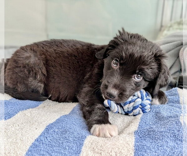 Medium Photo #4 Labrador Retriever-Unknown Mix Puppy For Sale in Marina Del Rey, CA, USA