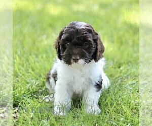 Cock-A-Poo Puppy for sale in RONKS, PA, USA