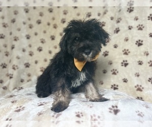 Schnauzer (Miniature) Puppy for sale in LAKELAND, FL, USA