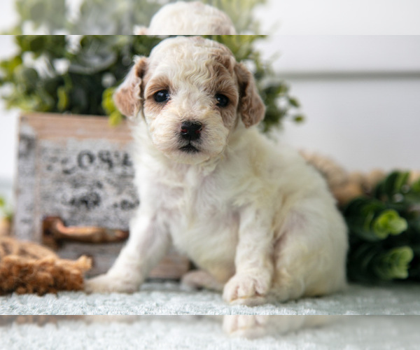 Medium Photo #3 Poodle (Miniature) Puppy For Sale in FARWELL, MI, USA