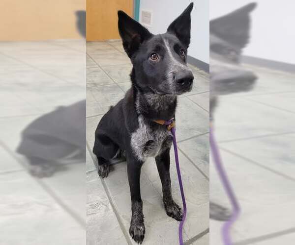 Medium Photo #11 Border-Aussie Puppy For Sale in Highland, IL, USA