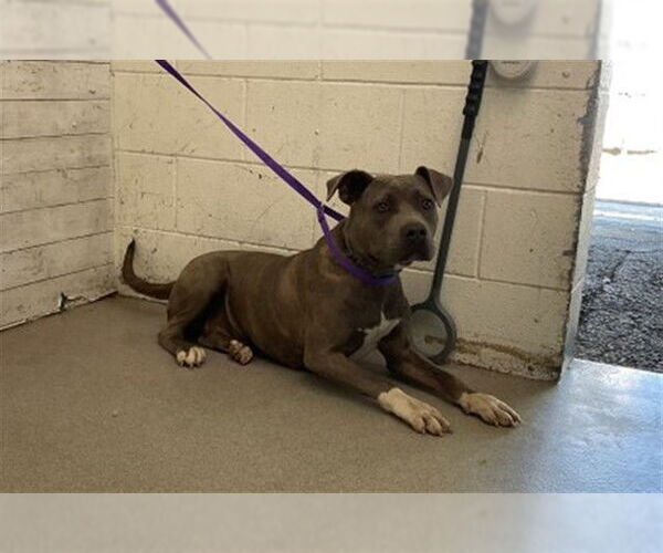 Medium Photo #1 American Pit Bull Terrier Puppy For Sale in San Bernardino, CA, USA
