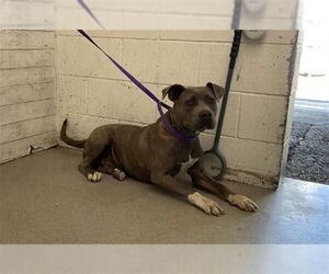 Medium American Pit Bull Terrier