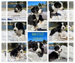 Border Collie Puppy for sale in WEST MONROE, LA, USA