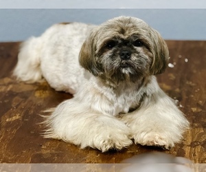 Mother of the Shih Tzu puppies born on 02/06/2023