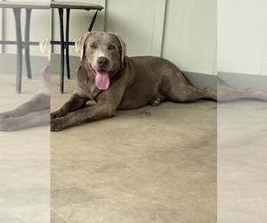 Father of the Labrador Retriever puppies born on 04/07/2026