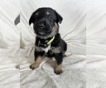 Puppy 3 Collie-German Shepherd Dog Mix