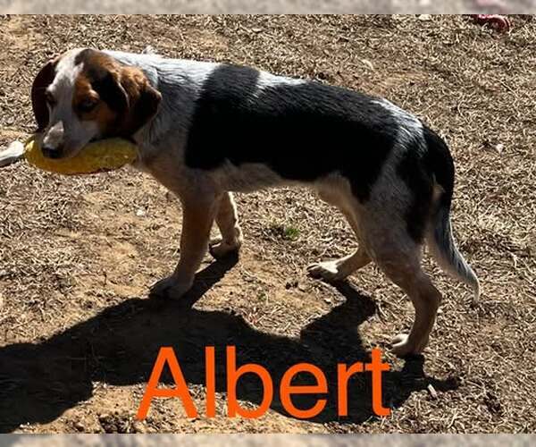 Medium Photo #3 Beagle-Unknown Mix Puppy For Sale in pomfret, CT, USA