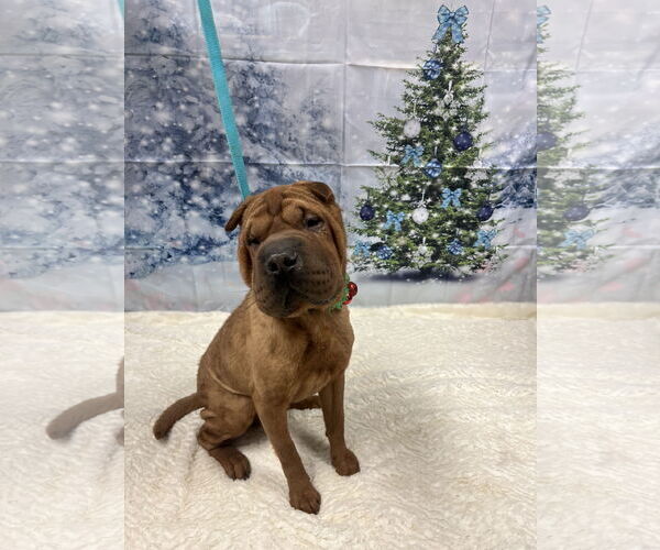 Medium Photo #3 Chinese Shar-Pei-Unknown Mix Puppy For Sale in Euless, TX, USA