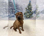 Small #2 Chinese Shar-Pei Mix