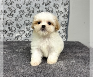 Mal-Shi Puppy for sale in FRANKLIN, IN, USA