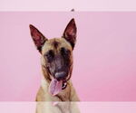 Small #4 German Shepherd Dog Mix