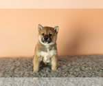 Small Photo #5 Shiba Inu Puppy For Sale in MILLERSBURG, IN, USA