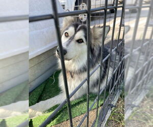Alaskan Malamute Dogs for adoption in Waco, TX, USA