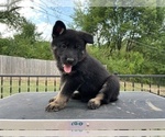 Small Photo #15 German Shepherd Dog Puppy For Sale in COLUMBIA, MO, USA