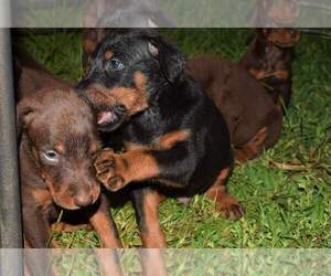 Doberman Pinscher Puppy for sale in MONROE, NC, USA