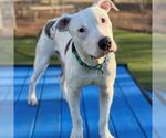 Small #1 American Pit Bull Terrier
