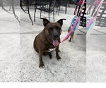 Ember - Female Staffordshire Bull Terrier-Unknown Mix Dog for Adoption - Small photo