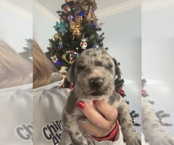 Medium Photo #5 Great Dane Puppy For Sale in CLANTON, AL, USA