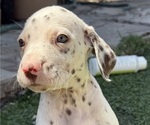 Small Photo #9 Dalmatian Puppy For Sale in LA PUENTE, CA, USA