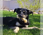 Small #1 Mutt