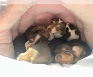 Dachshund Puppy for sale in LIVINGSTON, CA, USA