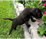 Small #1 Labrador Retriever-Retriever  Mix