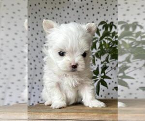 Maltese Puppy for Sale in MIAMI BEACH, Florida USA