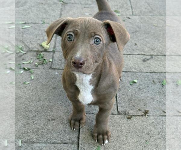 Medium Photo #3 Colonial Cocker Spaniel-Unknown Mix Puppy For Sale in San Diego, CA, USA