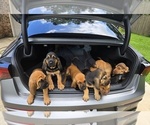 Small Bloodhound