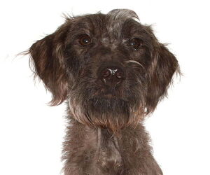 Poodle (Miniature)-Unknown Mix Dogs for adoption in Oakland Park, FL, USA
