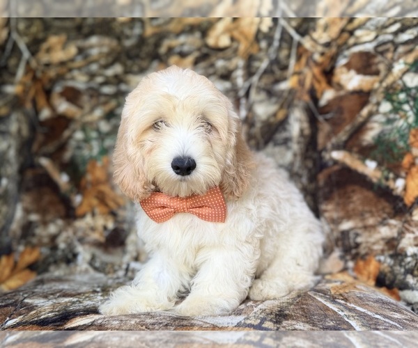 Medium Photo #5 Cock-A-Poo Puppy For Sale in LAKELAND, FL, USA