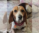 Small #12 Beagle