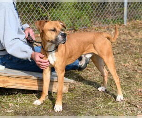 Medium Photo #3 Boxer-Unknown Mix Puppy For Sale in Glen Allen, VA, USA