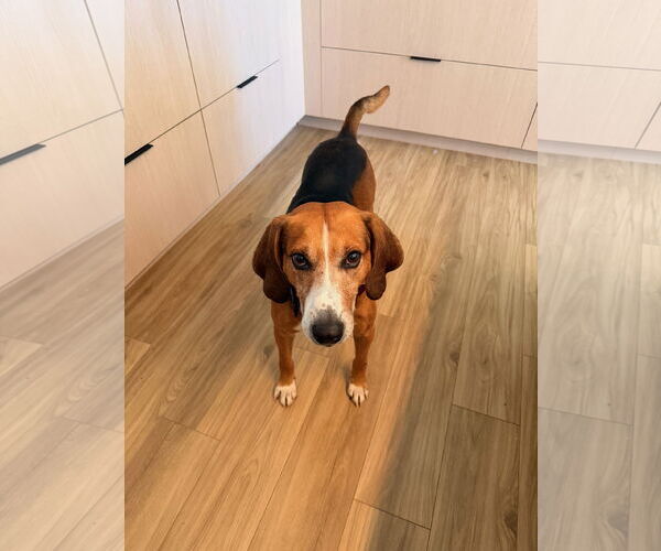 Medium Photo #1 Mutt Puppy For Sale in Aurora, CO, USA