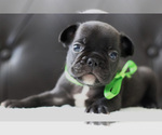 Small Photo #7 French Bulldog Puppy For Sale in LAWRENCEVILLE, GA, USA