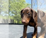 Small #27 Doberman Pinscher