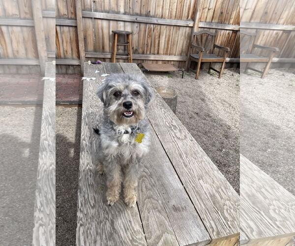 Medium Photo #3 Mutt Puppy For Sale in Sandy, UT, USA