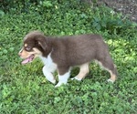 Small Photo #13 Miniature American Shepherd Puppy For Sale in NOLENSVILLE, TN, USA