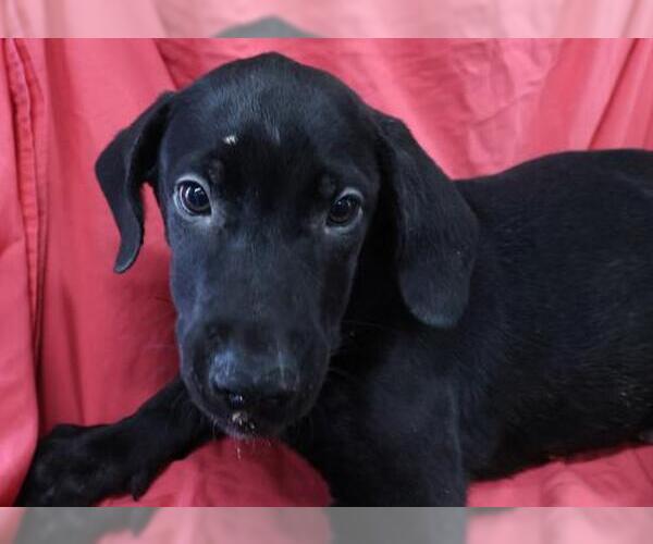 Medium Photo #1 Labrador Retriever-Unknown Mix Puppy For Sale in Thief River Falls, MN, USA