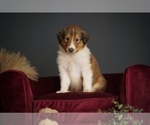 Small #15 Collie