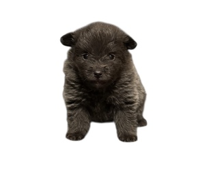 Pomeranian Puppy for Sale in ALBANY, New York USA