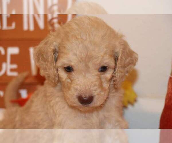 Medium Photo #7 Goldendoodle Puppy For Sale in FAIR GROVE, MO, USA