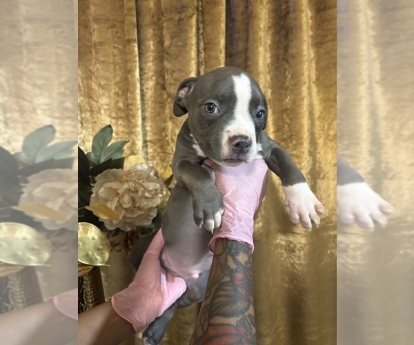 Medium Photo #32 American Bully Puppy For Sale in SEVERN, MD, USA