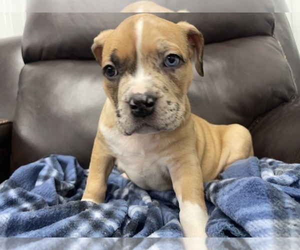 Medium Photo #90 American Bully Puppy For Sale in REESEVILLE, WI, USA