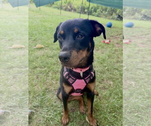 Rottweiler Dogs for adoption in Mooresville, NC, USA