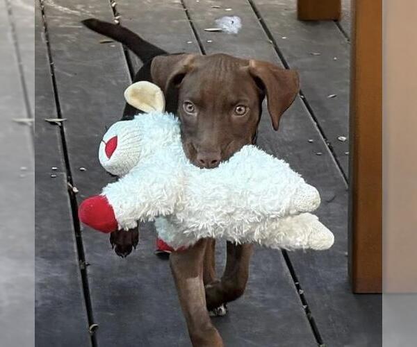 Medium Photo #2 Labrador Retriever-Unknown Mix Puppy For Sale in San Diego, CA, USA