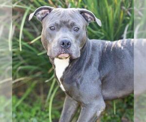SAMMY - Male Mutt Dog for Adoption - Photo #2