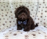 Small #9 ShihPoo