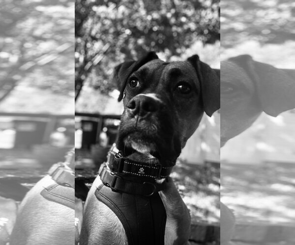 Medium Photo #2 Boxer-Unknown Mix Puppy For Sale in Woodbury, MN, USA